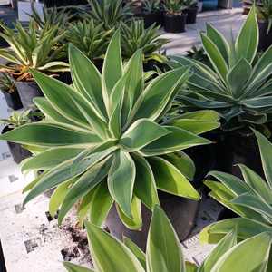 The variegated Foxtail Agave can reach a height of 5' and forms beautiful, soft green, spineless ros