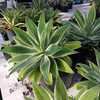 The variegated Foxtail Agave can reach a height of 5' and forms beautiful, soft green, spineless ros