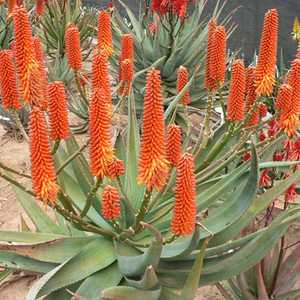 This Aloe arborescens and Aloe ferox hybrid stands out because of its rich tangerine-orange buds tha