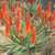 Aloe arborescens x ferox 'Tangerine'