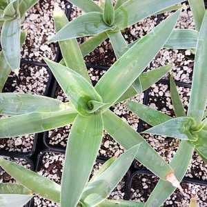 Agave 'Blue Flame' are visually impressive with their distinctive blue-green leaves that gracefully 