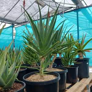 A beautiful, medium size, shrubby aloe with bi-color blooms and a trailing stem up to 1 meter long w