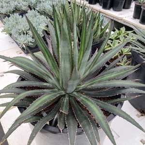 The variegated form of Agave Funkiana - 'Fatal Attraction' features narrow dark green leaves with a 