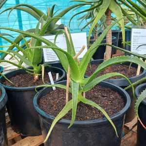 A smallish tree aloe from Southern Madagascar which is typically non-branching, and grows to 13 feet