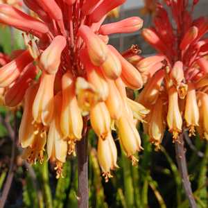 Aloe camperi, commonly known as Popcorn Aloe is one of the few that has verdant green leaves. This u