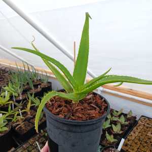 A smallish tree aloe from Southern Madagascar which is typically non-branching, and grows to 13 feet