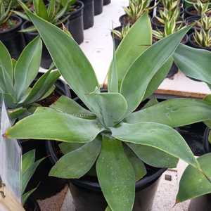 A beautiful, nearly spineless, native of Mexico with wide blue-green, recurved leaves which grows 2-