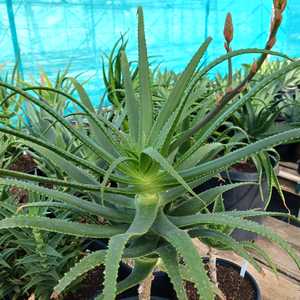 Aloe pluridens, also known as the French Aloe, is a very attractive, slender tree aloe which bears g