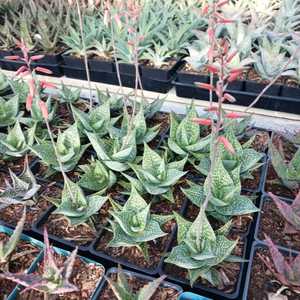 A smaller, clumping aloe with spotted leaves which makes a great plant for the window sill.