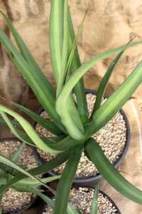 The Agave bracteosa var. Mateo is upright growing to about 2 feet tall and wide with solitary rosett