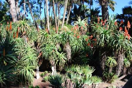 Aloe pluridens, also known as the French Aloe, is a very attractive, slender tree aloe which bears g