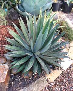 The variegated form of Agave Funkiana - 'Fatal Attraction' features narrow dark green leaves with a 