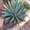 Agave funkiana var. 'Fatal Attraction'