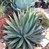 The variegated form of Agave Funkiana - 'Fatal Attraction' features narrow dark green leaves with a 