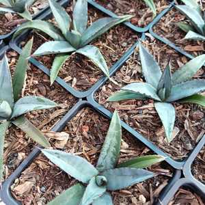 Agave 'Little Shark' is a hybrid featuring compact, symmetrical rosettes of blue-green leaves edged 