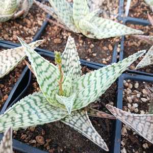 A hybrid Aloe created by Kelly Griffin, using the genetics of Aloe deltoideodonta. Its compact roset