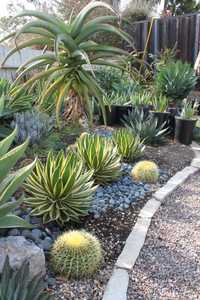 Agave lophantha 'Quadricolor' makes a dazzling specimen either in a container or in the ground. This