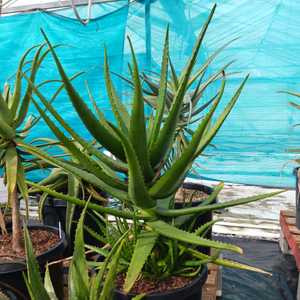 Aloe camperi, commonly known as Popcorn Aloe is one of the few that has verdant green leaves. This u