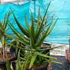 Aloe camperi, commonly known as Popcorn Aloe is one of the few that has verdant green leaves. This u