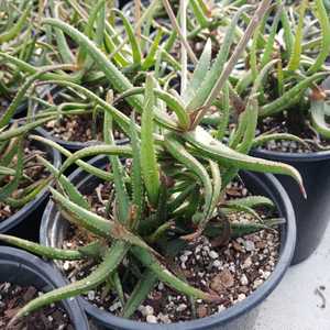 A clustering succulent native to southeastern Madagascar. It forms dense clumps of slender, fleshy l