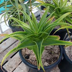 Solitary growth habit with a rosette spanning 3-4 feet wide. Its dark green leaves, measuring 2 feet