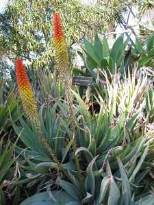 Aloe petricola is solitary, stemless, growing to 2 feet high (60 cm) and up to 3 feet (90 cm) wide w