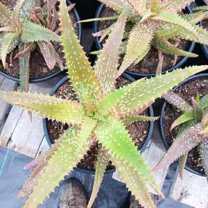 An attractive, clumping, spotted aloe hybrid which undergoes dramatic color changes in response to s