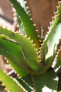 Aloe dawei (Dawe’s Aloe) from Uganda has clumping, upright clusters of elongated succulent stems tha