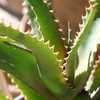 Aloe dawei (Dawe’s Aloe) from Uganda has clumping, upright clusters of elongated succulent stems tha