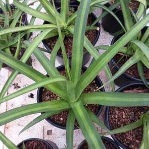 The Agave bracteosa var. Mateo is upright growing to about 2 feet tall and wide with solitary rosett