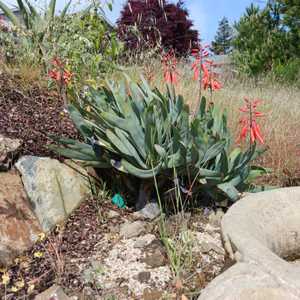 Succulent shrub with gray colored stems that terminate with a fan-like cluster arrangement of flat 1