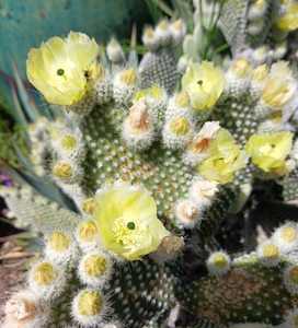 A low-maintenance cactus which can grow up to 2 feet tall and 5 feet wide. Cute pads that are shaped