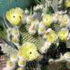 A low-maintenance cactus which can grow up to 2 feet tall and 5 feet wide. Cute pads that are shaped