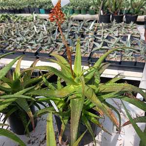 A smaller to mid-size, quickly clumping aloe that grows to less than 1 foot tall with many densely-c