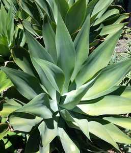 The Foxtail Agave can reach a height of 5' and forms beautiful, soft green, spineless rosettes which