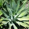 The Foxtail Agave can reach a height of 5' and forms beautiful, soft green, spineless rosettes which