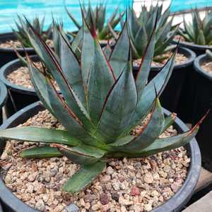 A beautiful smaller Agave with solitary rosettes slowly growing to 2 feet tall and 3 feet across wit