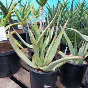 A medium-sized, mostly stemless plant. Aloe elegans grows 18-24 inches tall, featuring open rosettes