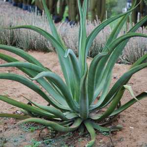 Agave vilmoriniana, known as Octopus Agave, reaches a mature height of 3 to 4 feet and a spread of 6