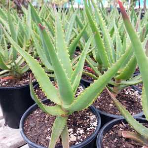 A mid-sized clustering aloe, features upwardly inclined gray-green leaves reaching around 3 feet in 