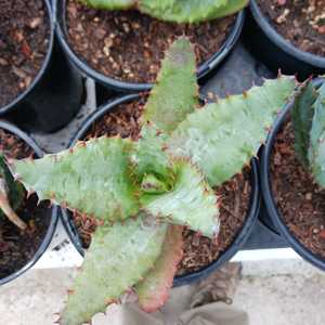 Aloe ferox (Cape Aloe), native to South Africa, grows up to 3-5 feet wide. Its single stem can reach