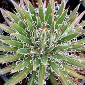 Agave filamentosa (filfera) is a small 'lacy' looking agave which has strings that peel off of the d