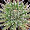 Agave filamentosa (filfera) is a small 'lacy' looking agave which has strings that peel off of the d