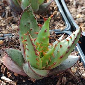 Aloe broomii (Snake Aloe) is a common and attractive aloe. It is a robust, short-stemmed, evergreen 