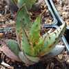 Aloe broomii (Snake Aloe) is a common and attractive aloe. It is a robust, short-stemmed, evergreen 