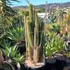 The Trichocereus spachianus, commonly known as Golden Torch has nice, dark green spires of 3-4 inche