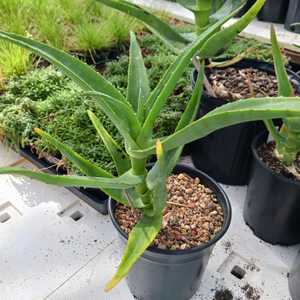 Aloe thraskii is wonderful feature plant that is tall and robust, with enormous olive green leaves t