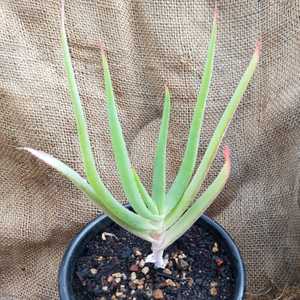 Aloe speciosa is a generally single-stemmed, tall succulent growing up to 10 feet (3 m) that carries