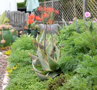 A small, beautiful, stemless South African Aloe which grows up to 18 inches (45 cm) tall and up to 2