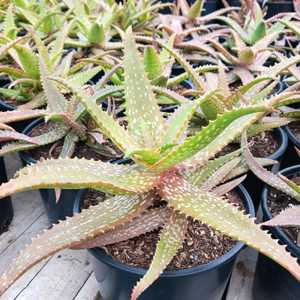 An attractive, clumping, spotted aloe hybrid which undergoes dramatic color changes in response to s